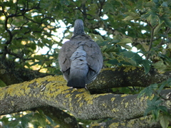 Columba palumbus