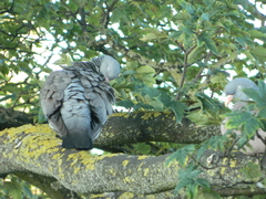 Columba palumbus