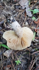Lactarius subplinthogalus