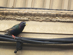 Sturnus vulgaris
