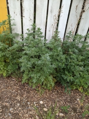 Artemisia absinthium