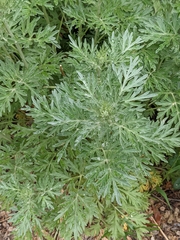Artemisia absinthium