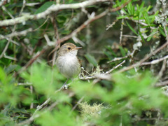 Euscarthmus meloryphus