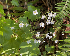 Romanzoffia sitchensis