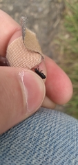 Blapstinus discolor
