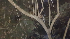 Didelphis aurita