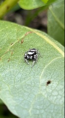 Dendryphantes nigromaculatus