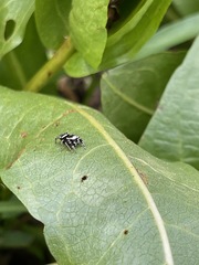 Dendryphantes nigromaculatus