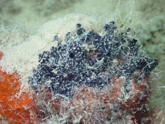 Chelonaplysilla americana