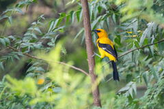 Icterus nigrogularis