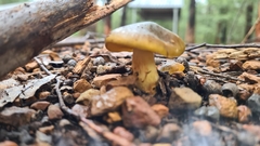 Cortinarius austrovenetus