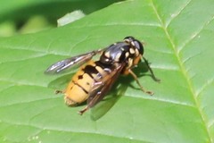 Temnostoma alternans