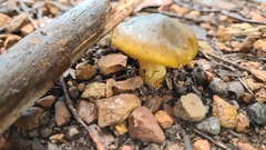 Cortinarius austrovenetus