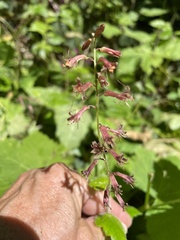 Tolmiea diplomenziesii, photograph Leah Gardner, CC0, iNaturalist via GBIF