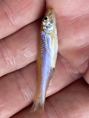 Notropis uranoscopus