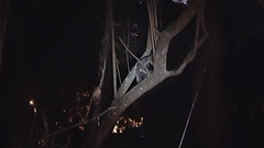 Didelphis aurita