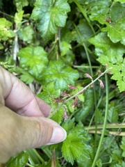 Tolmiea diplomenziesii, photograph Leah Gardner, CC0, iNaturalist via GBIF