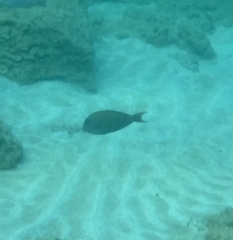 Acanthurus nigrofuscus