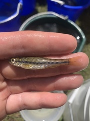 Notropis heterolepis