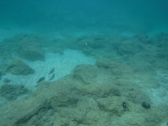 Acanthurus nigrofuscus