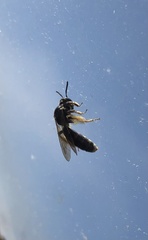 Gonandrena