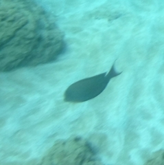 Acanthurus nigrofuscus