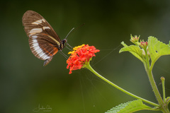 Heliconius cydno cydnides