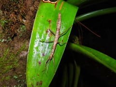 Pseudophasmatoidea