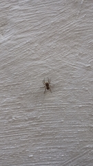 Menemerus bivittatus