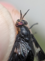 Chrysops cincticornis