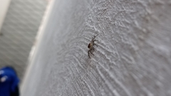 Menemerus bivittatus