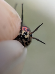 Chrysops cincticornis