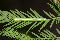 Cutina distincta