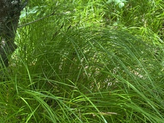 Carex lucorum austrolucorum