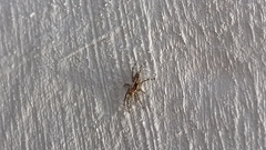 Menemerus bivittatus