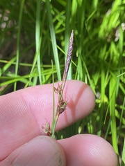 Carex lucorum austrolucorum