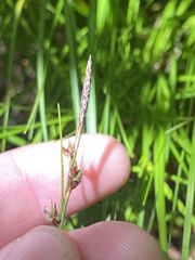 Carex lucorum austrolucorum