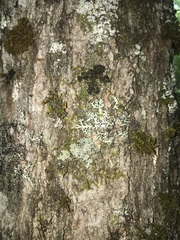 Heterodermia squamulosa