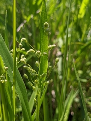 Dichanthelium leibergii