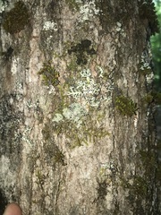 Heterodermia squamulosa