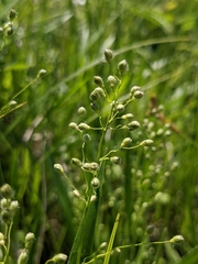 Dichanthelium leibergii