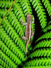 Anolis cusuco
