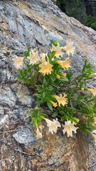 Diplacus grandiflorus