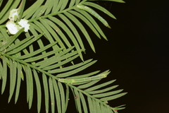 Cutina distincta