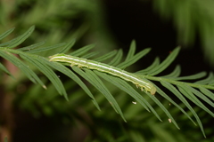 Cutina distincta