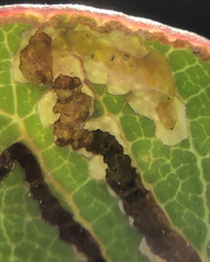 Stigmella prunifoliella