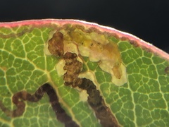 Stigmella prunifoliella