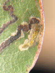 Stigmella prunifoliella