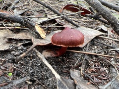 Cortinarius basirubescens