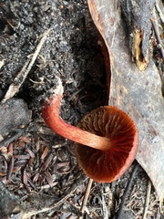 Cortinarius basirubescens